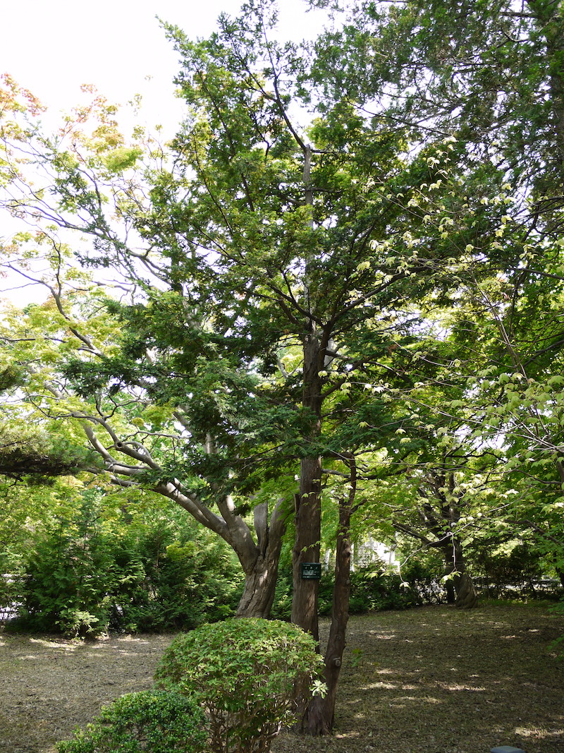 イチイ(Taxus cuspidata)