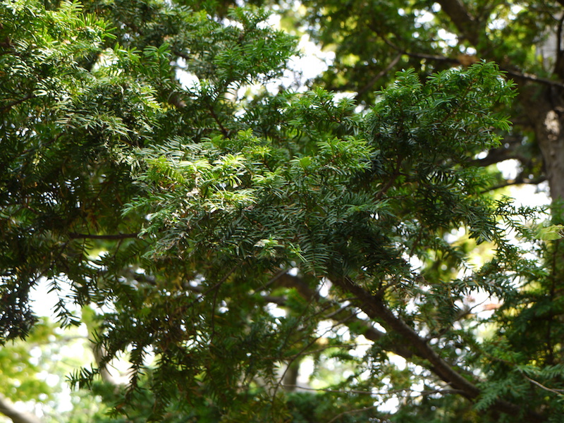 イチイ(Taxus cuspidata)