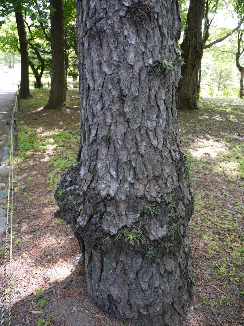 リギダマツ(Pinus rigida)
