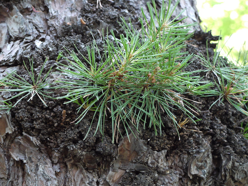リギダマツ(Pinus rigida)
