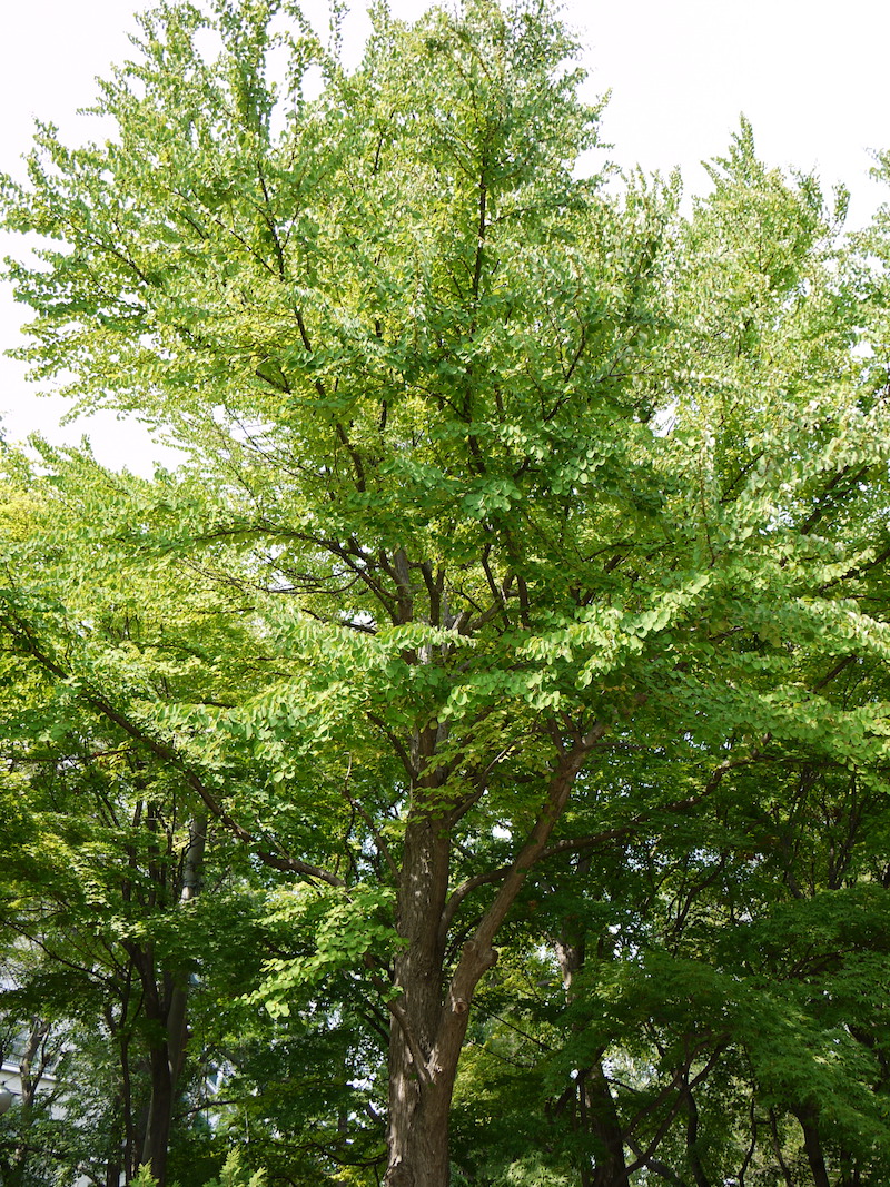 カツラ(Cercidiphyllum japonicum)
