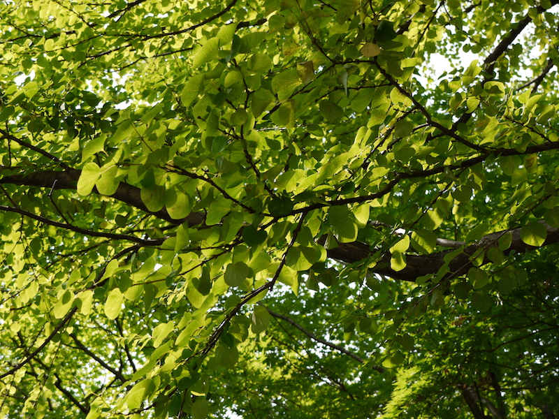 カツラ(Cercidiphyllum japonicum)