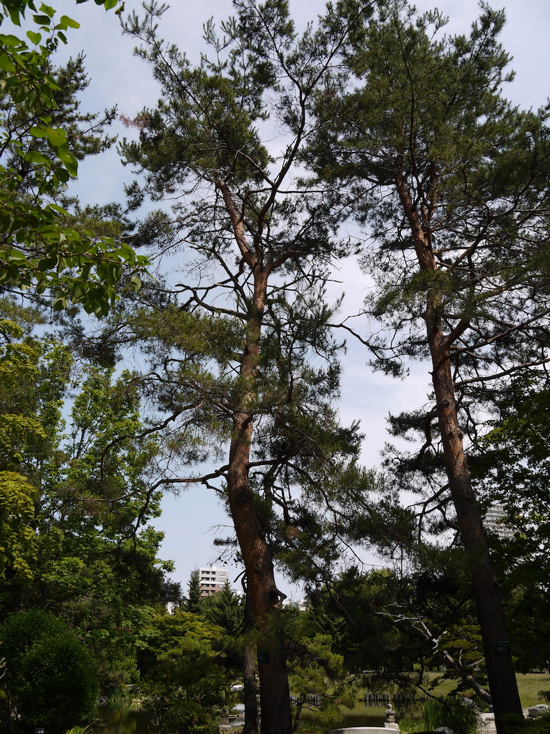 アカマツ(Pinus densiflora)