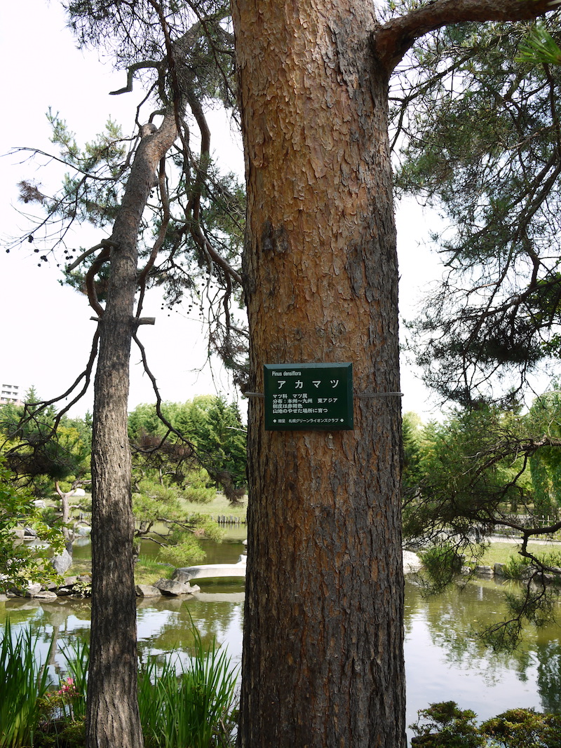 アカマツ(Pinus densiflora)