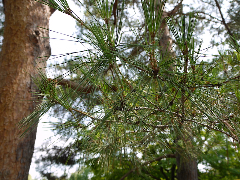 アカマツ(Pinus densiflora)