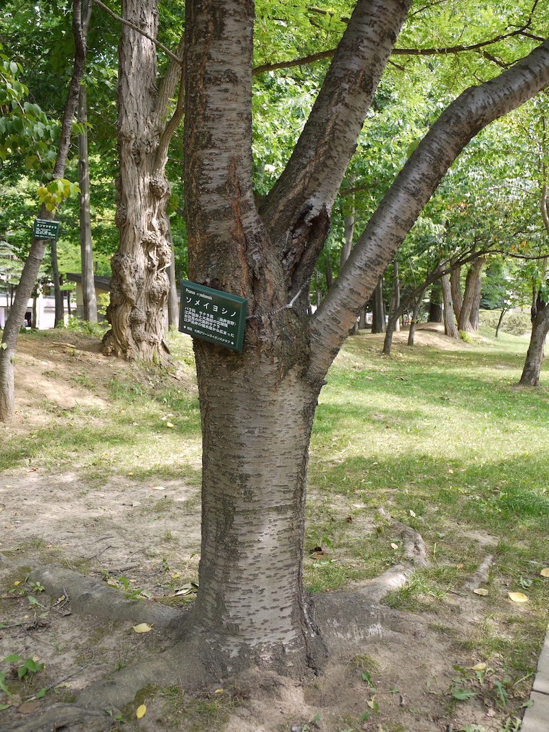 ソメイヨシノ(Prunus ×yedoensis)