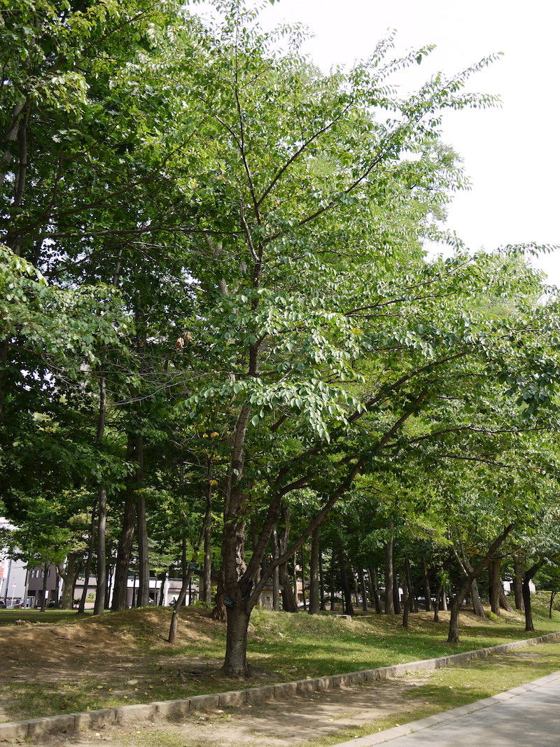 ソメイヨシノ(Prunus ×yedoensis)