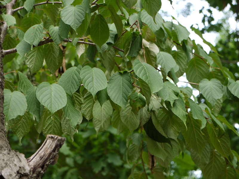 エゾヤマザクラ(オオヤマザクラ)(Prunus sargentii)