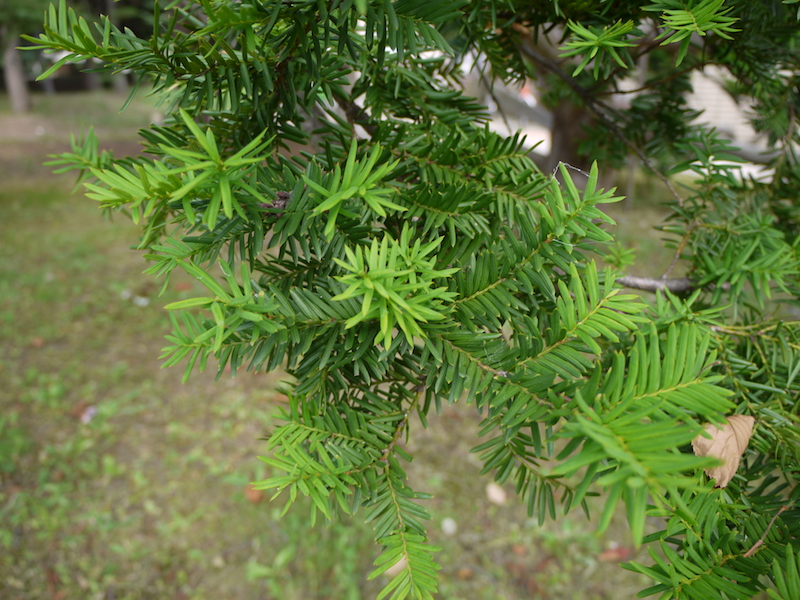 イチイ(Taxus cuspidata)