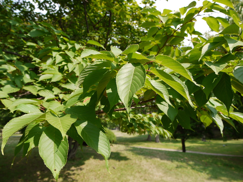 エゾヤマザクラ(オオヤマザクラ)(Prunus sargentii)