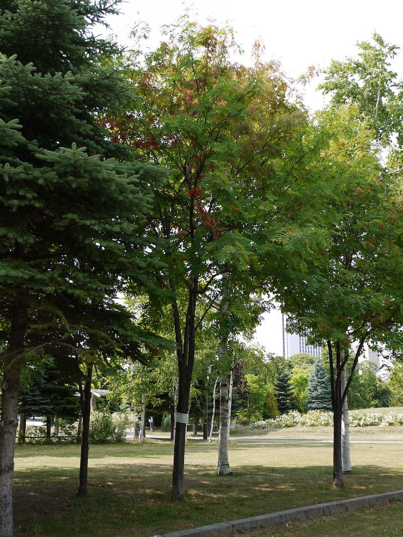 ナナカマド(Sorbus commixta)