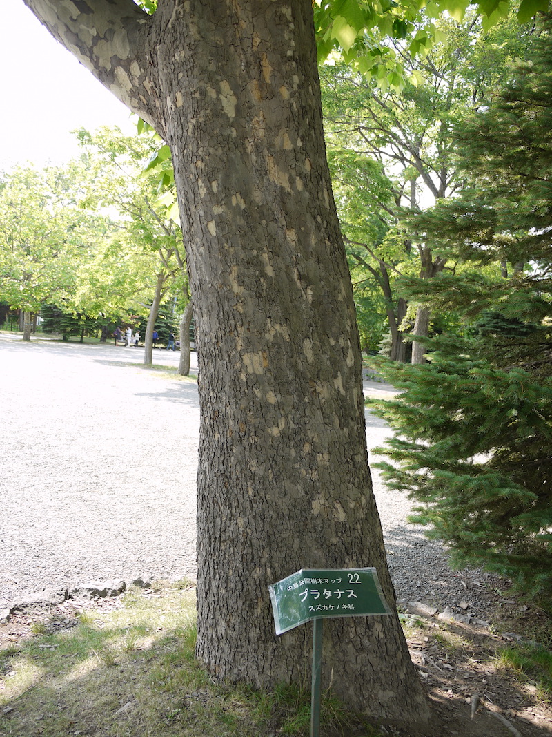 プラタナス(Platanus)