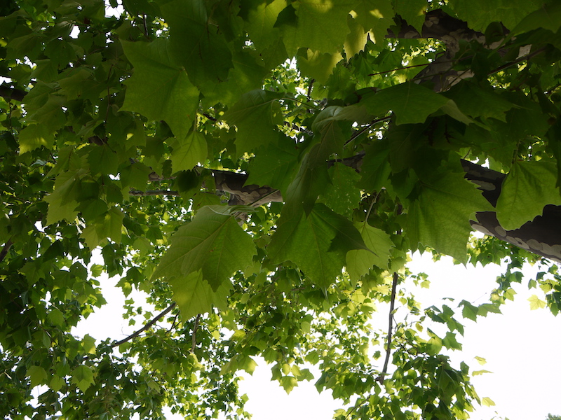 プラタナス(Platanus)