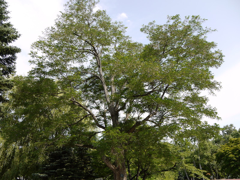 ニセアカシア(Robinia pseudoacacia)