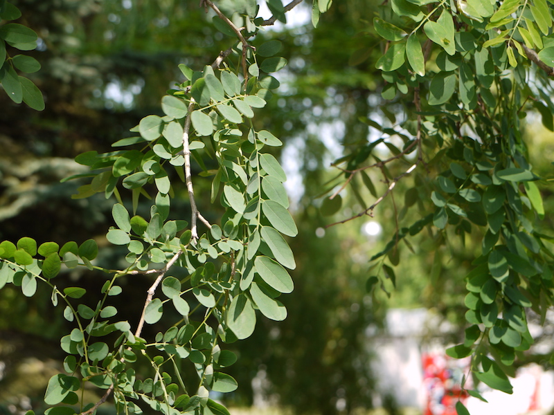 ニセアカシア(Robinia pseudoacacia)