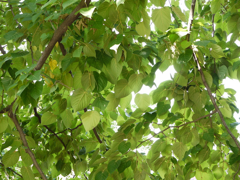 オオバボダイジュ(Tilia maximowicziana)
