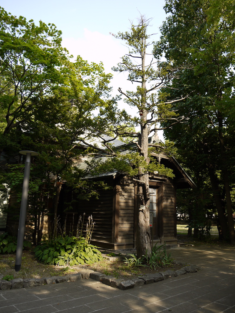 イチイ(Taxus cuspidata)