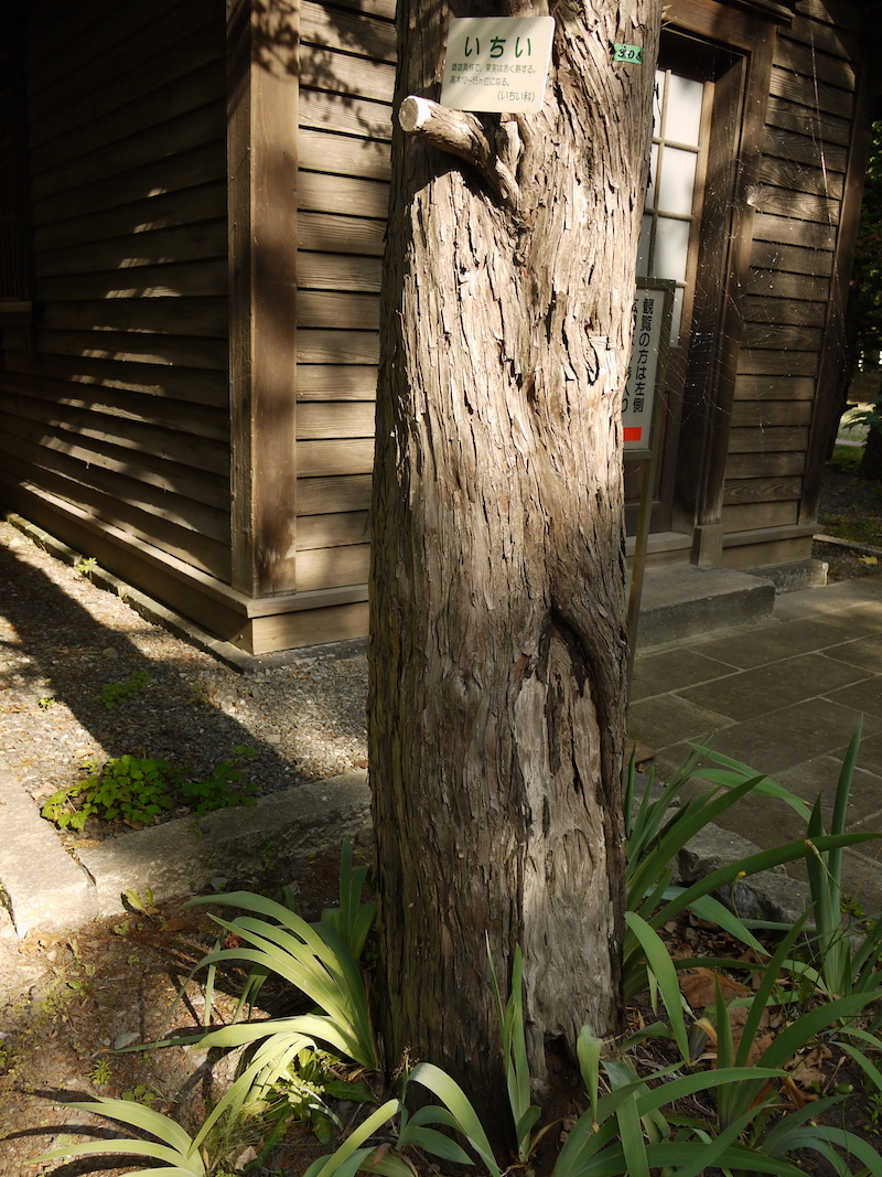 イチイ(Taxus cuspidata)