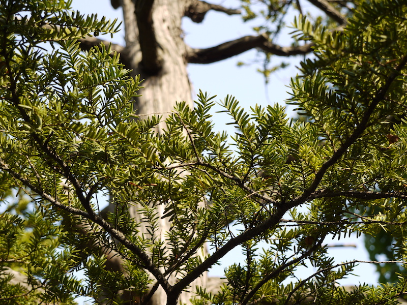イチイ(Taxus cuspidata)