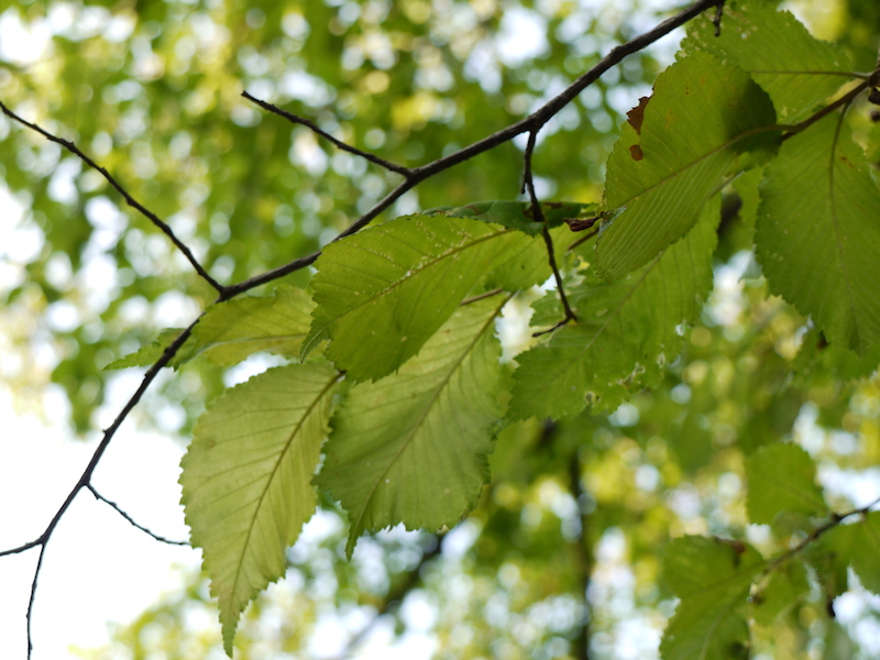 ハルニレ(Ulmus davidiana var. japonica)