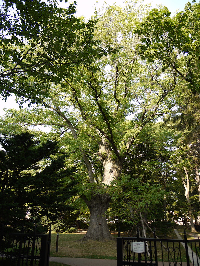 ハルニレ(Ulmus davidiana var. japonica)