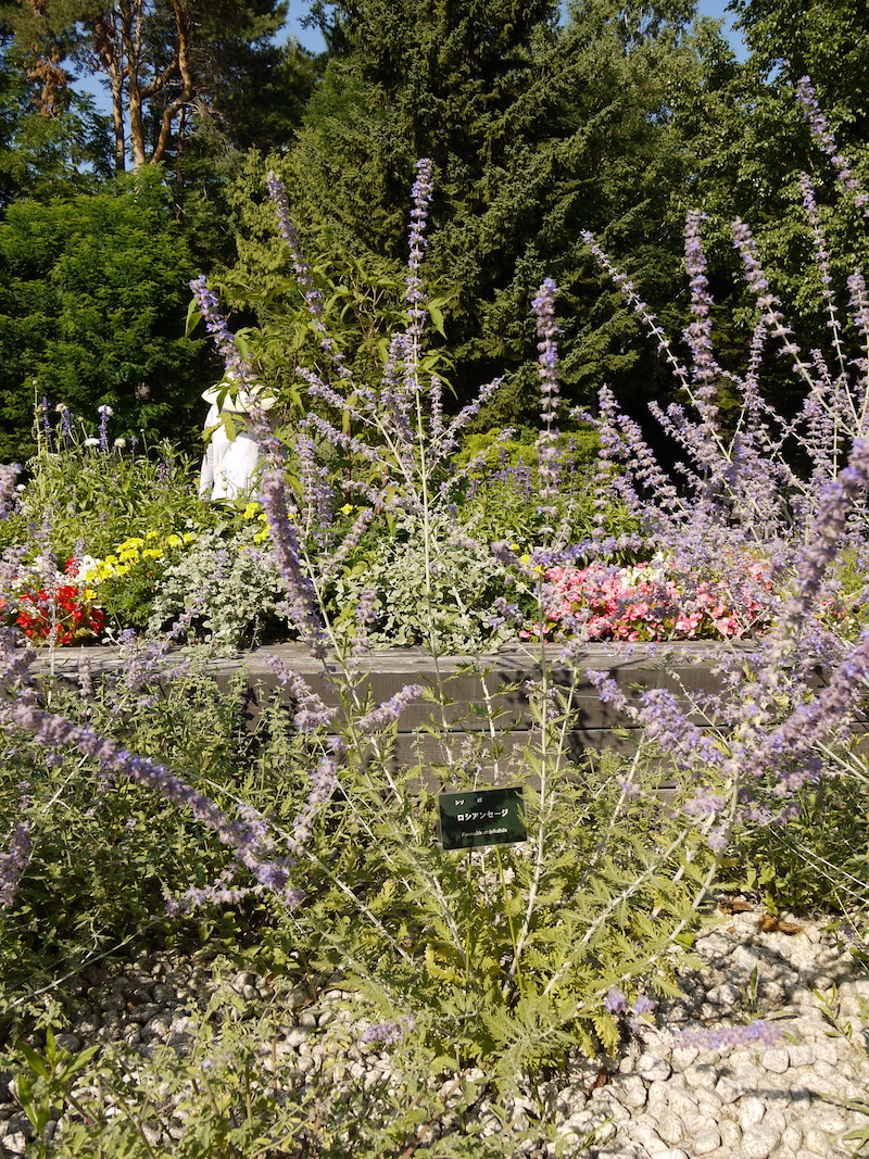 ロシアンセージ(Perovskia atriplicifolia)