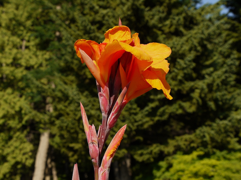 カンナ(Canna cv.)