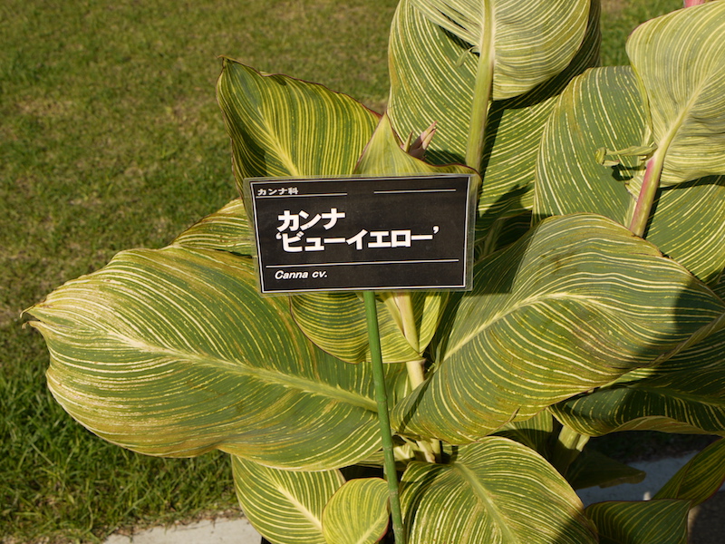 カンナ ビューイエロー