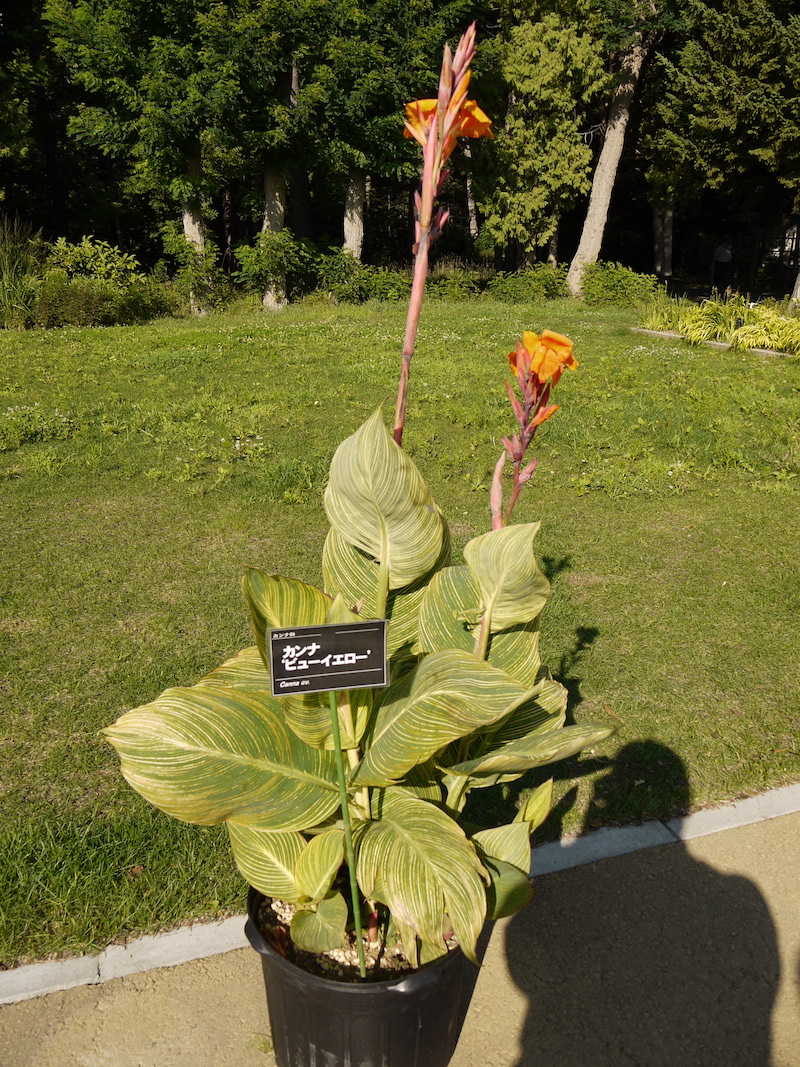 カンナ ビューイエロー