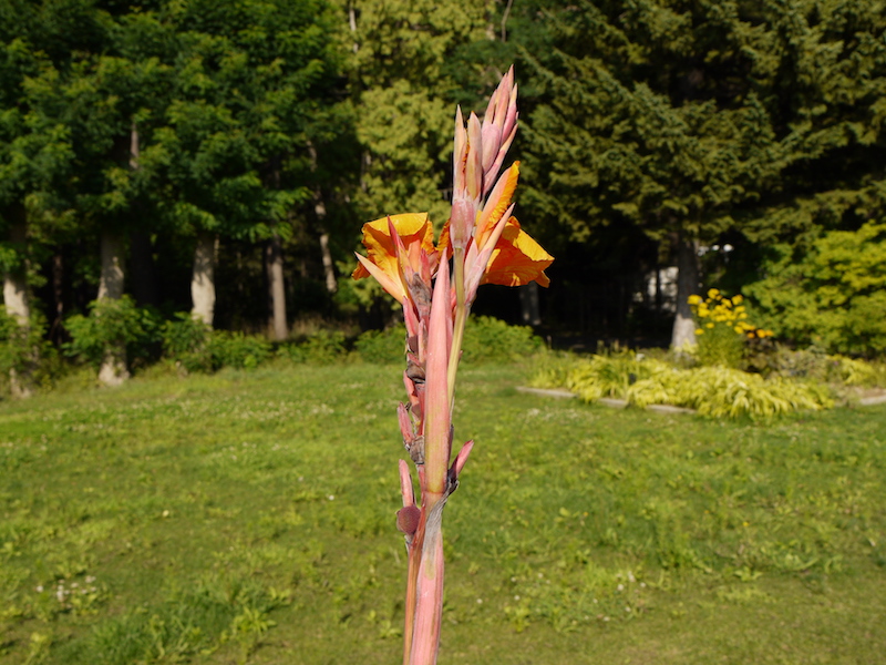 カンナ ビューイエロー