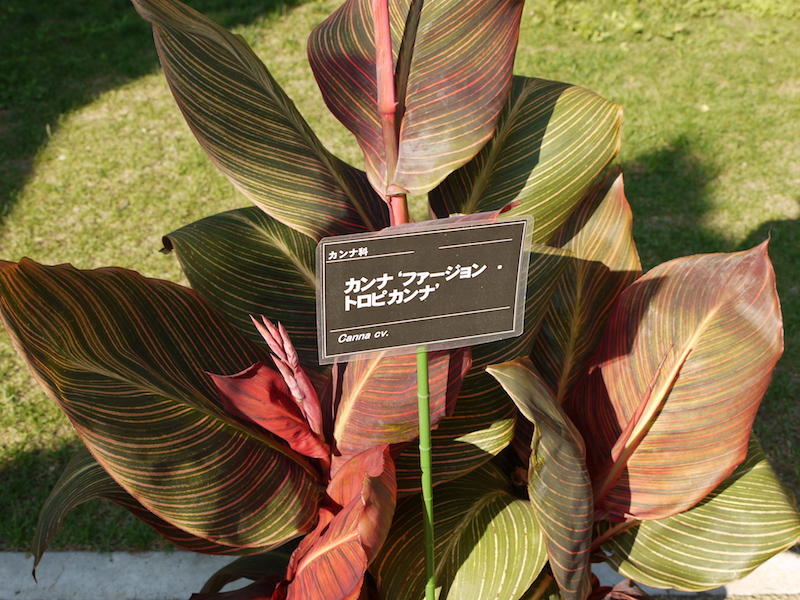 カンナ ファージョン・トロプカンナ