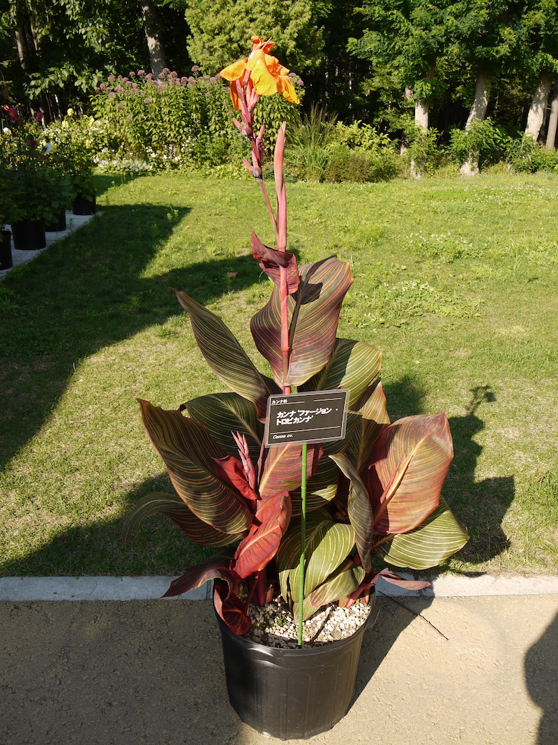 カンナ ファージョン・トロプカンナ