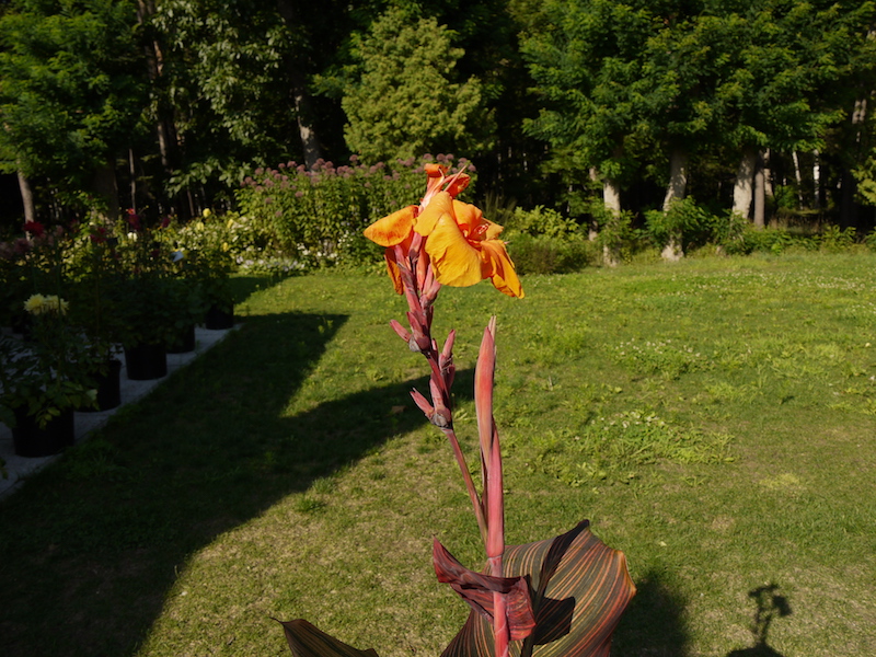 カンナ ファージョン・トロプカンナ