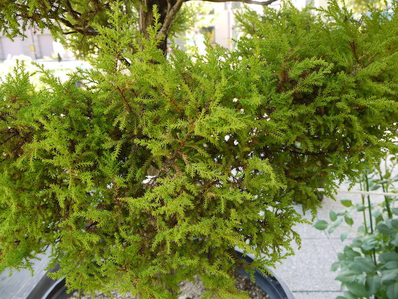 モントレイ・サイプレス ‘ゴールドクレスト’(Cupressus macrocarpa ‘Goldcrest’)