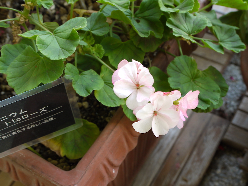 ゼラニウム ホワイトtoローズ