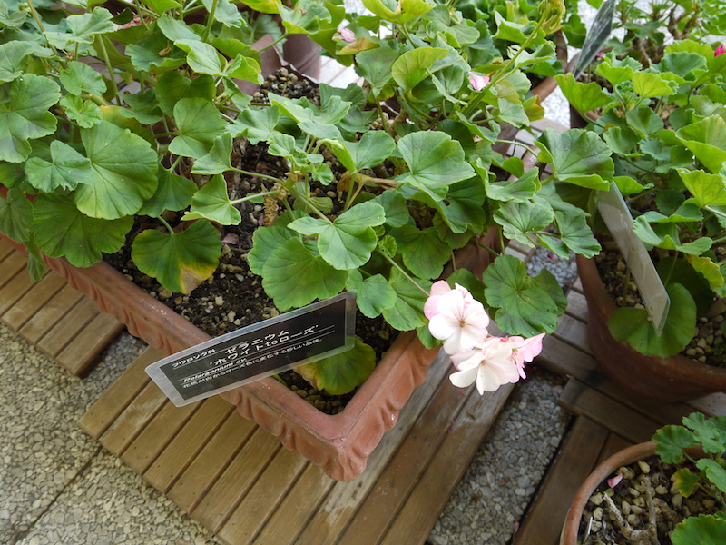 ゼラニウム ホワイトtoローズ