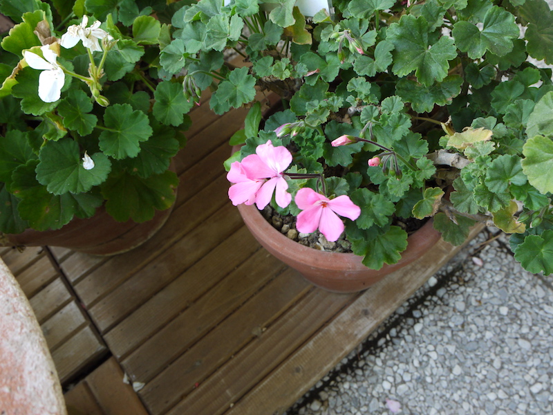 ゼラニウム カリエンテ ピンク