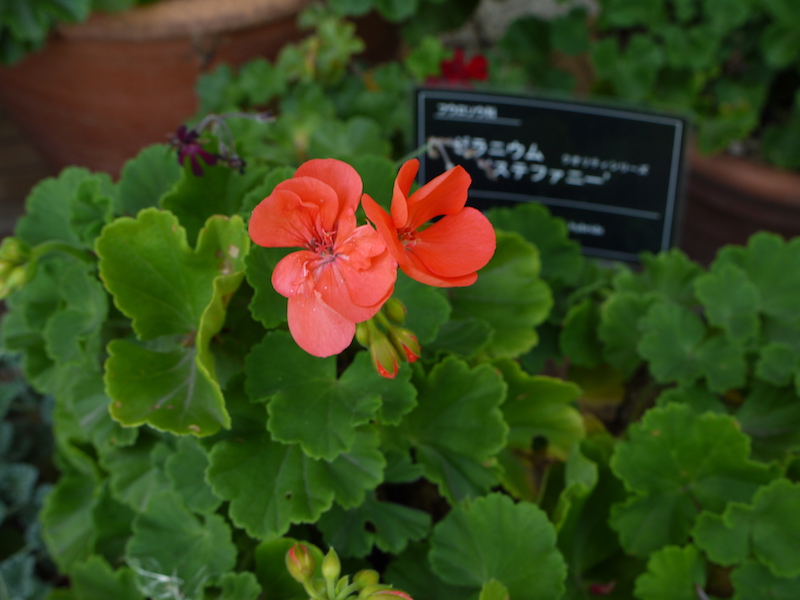 ゼラニウム ステファニー