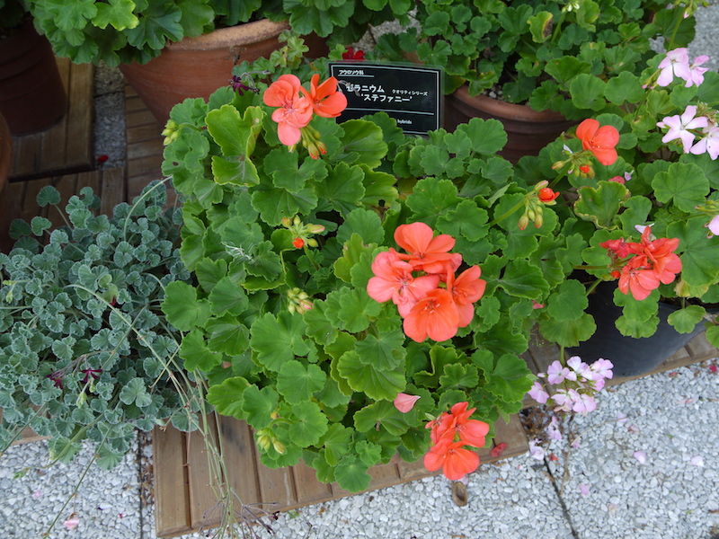 ゼラニウム ステファニー