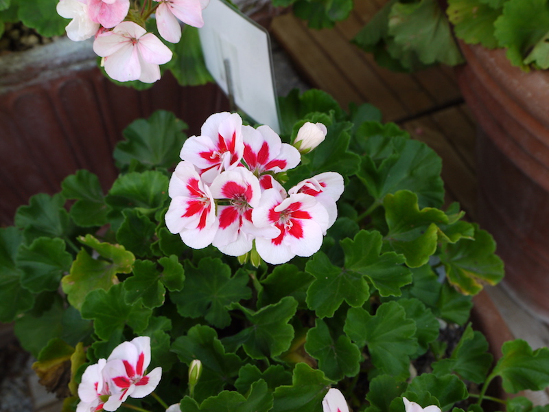 ゼラニウム ホワイトブラッシュ