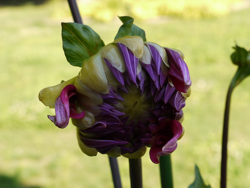 ダリア エモリーポール