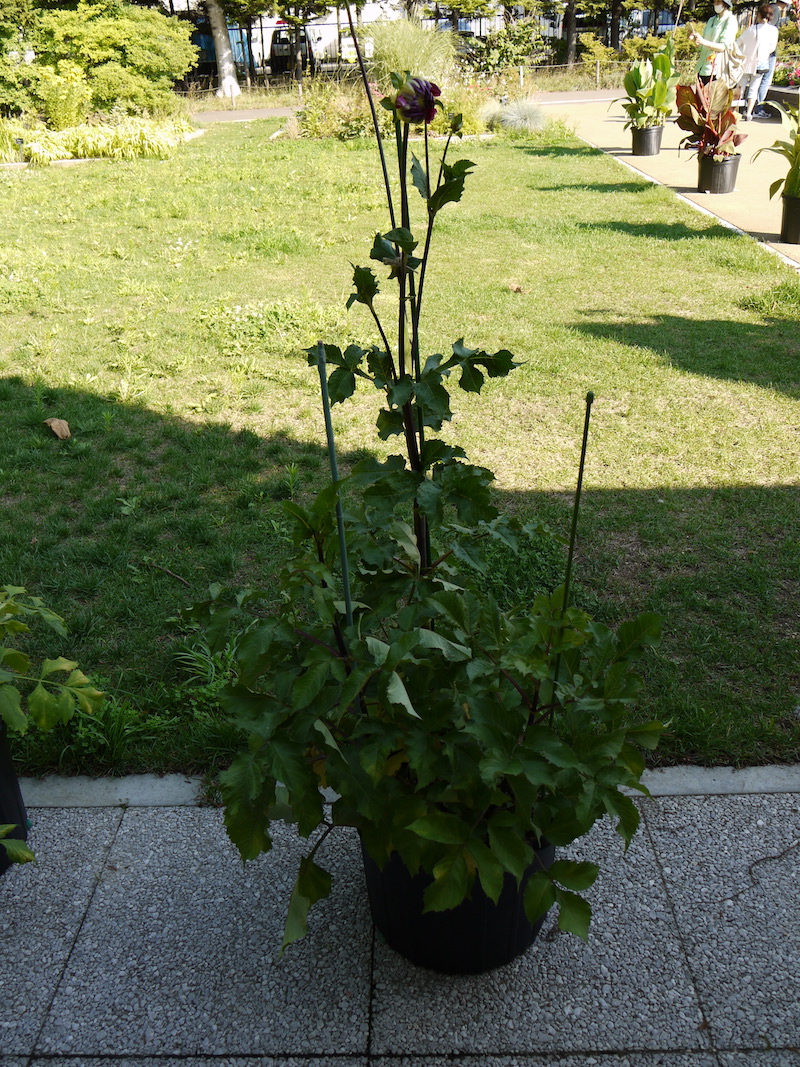 ダリア エモリーポール