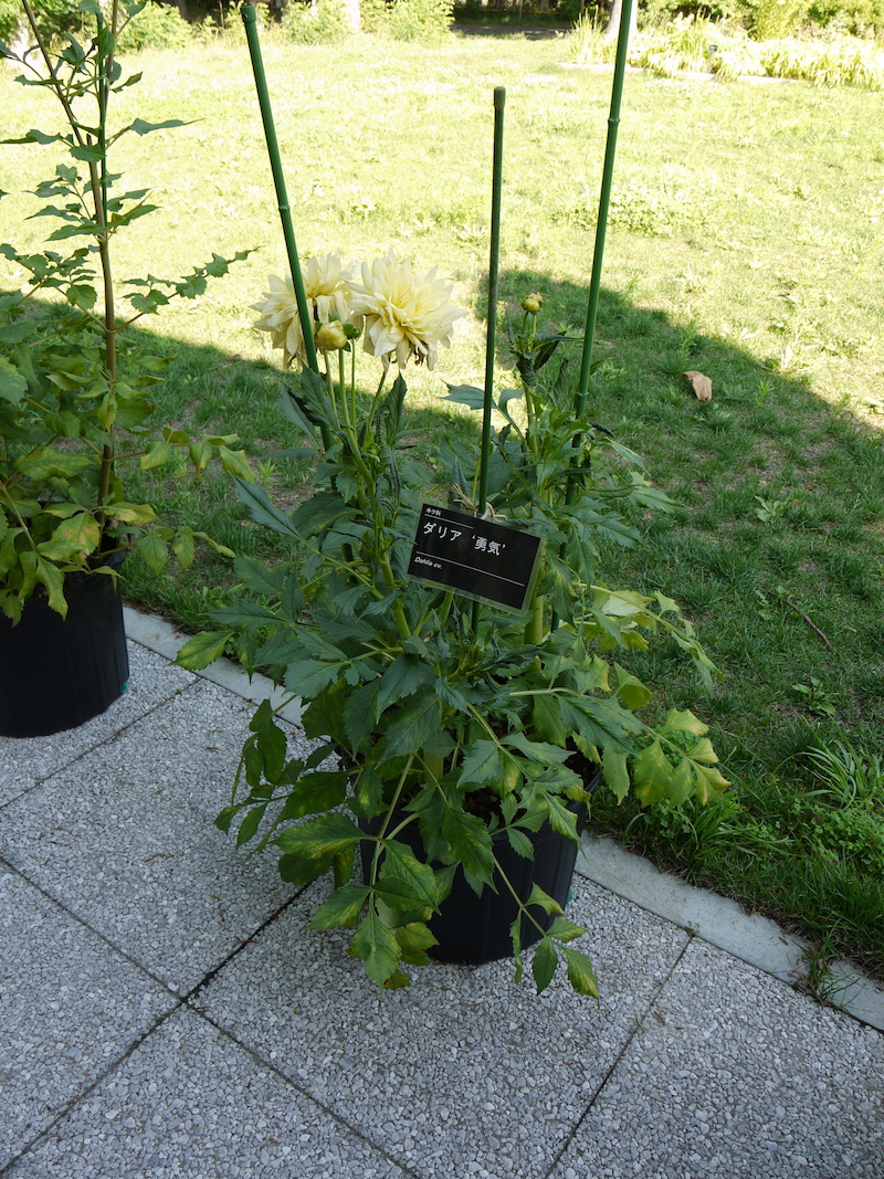 ダリア 勇気