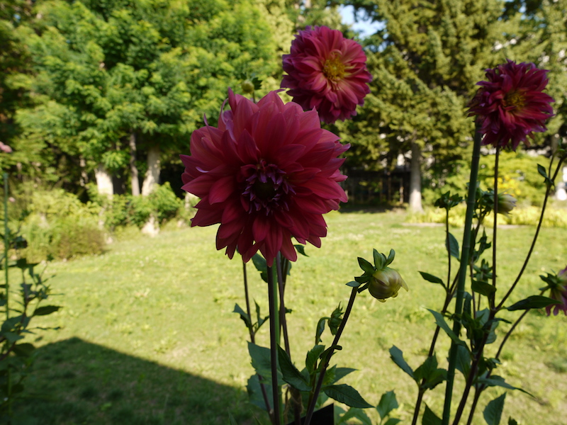 ダリア ウェスタンゴールドチップ