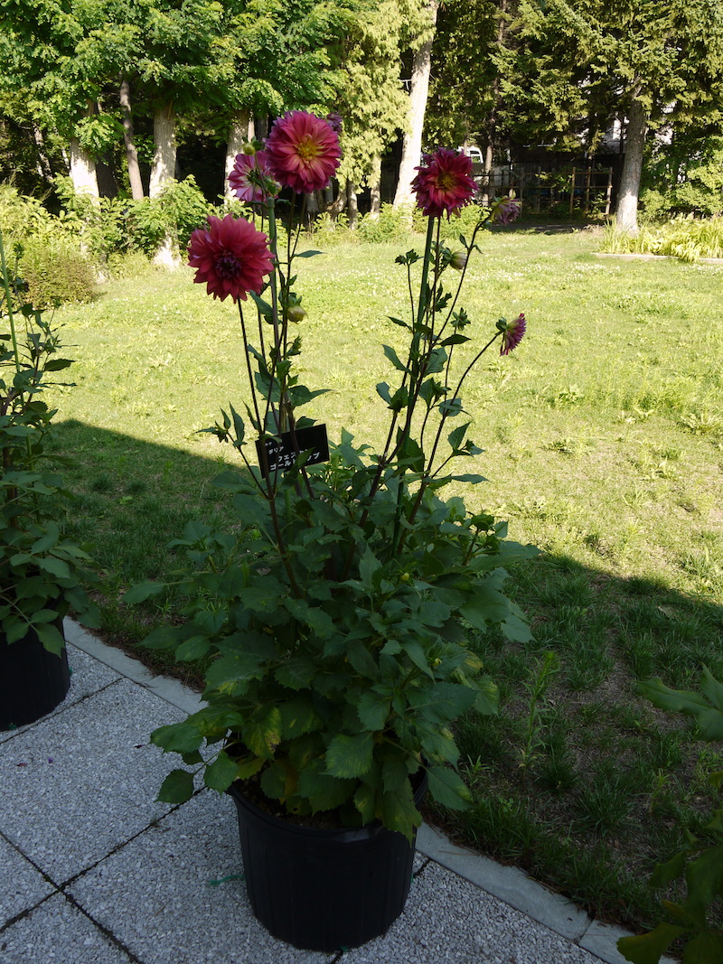 ダリア ウェスタンゴールドチップ