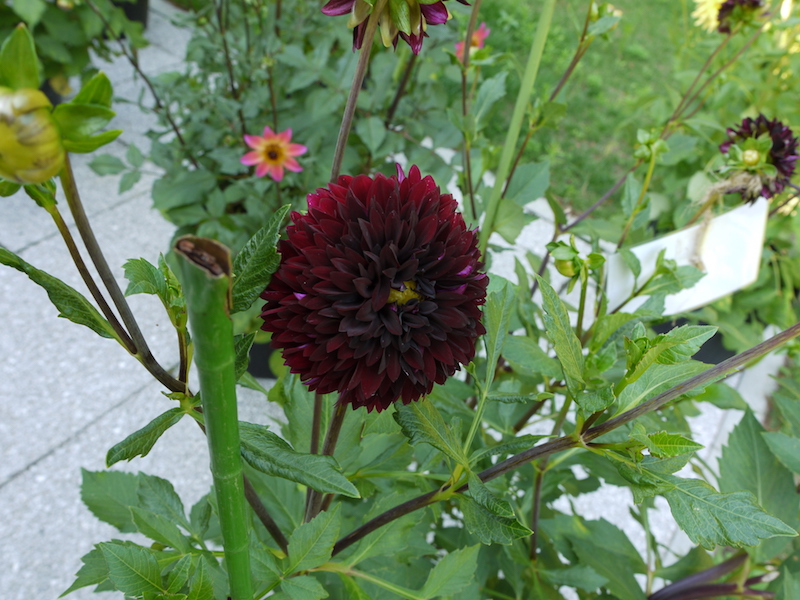 ダリア ポンポンショコラ