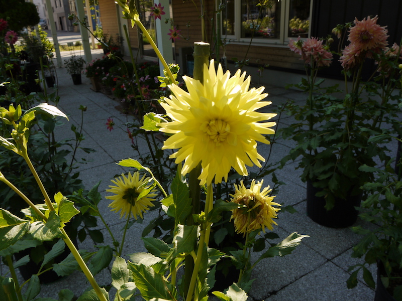 ダリア サルファパレード