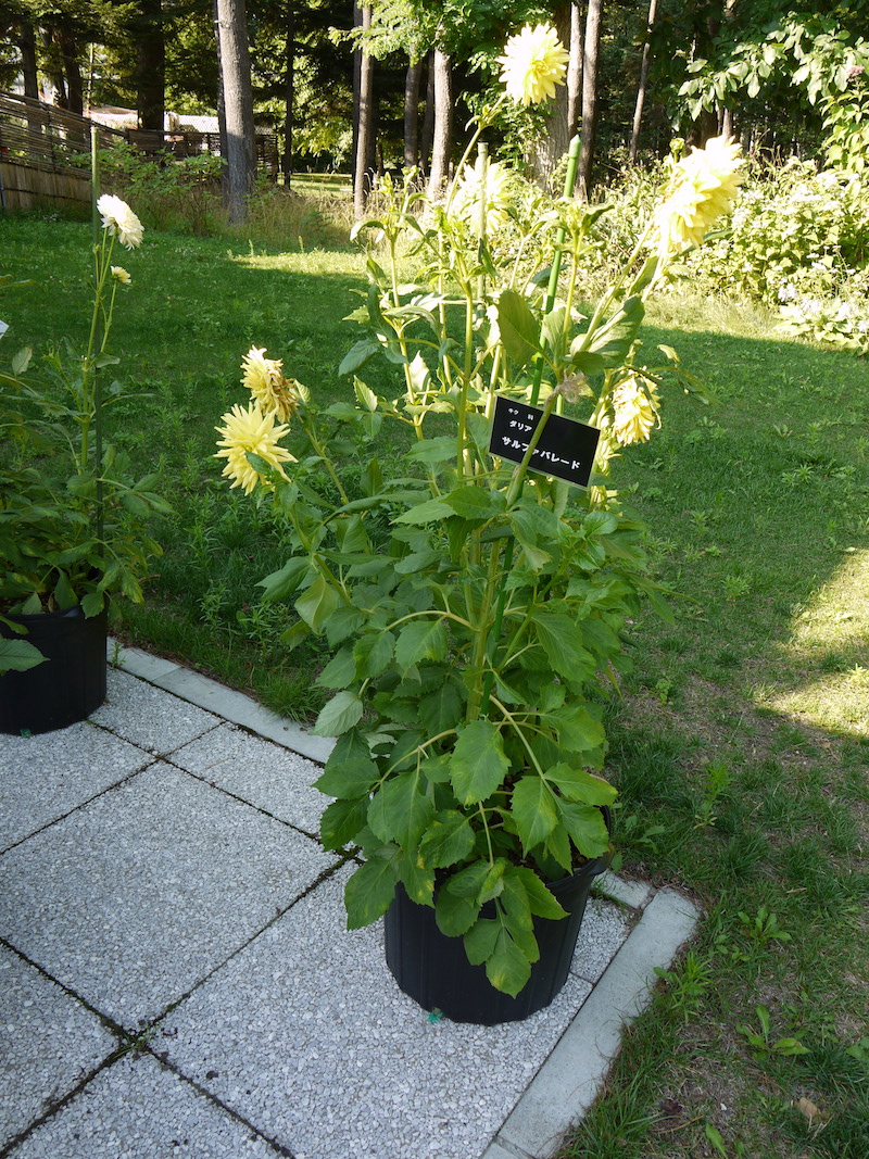 ダリア サルファパレード