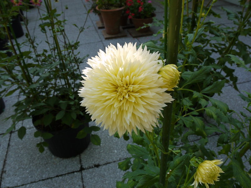ダリア カナリア吹雪