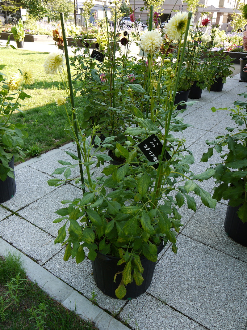 ダリア カナリア吹雪